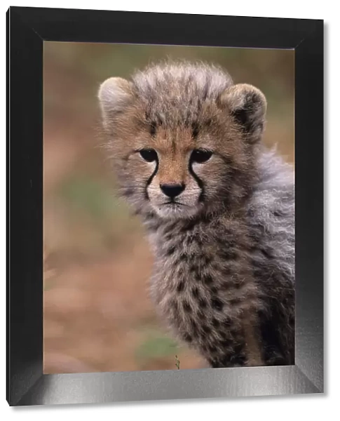 Cheetah cub (Acinonyx jubatus) on savannah, Kenya