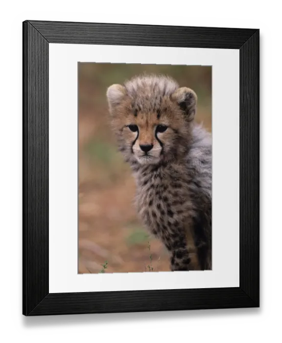Framed Print : Cheetah cub (Acinonyx jubatus) on savannah, Kenya