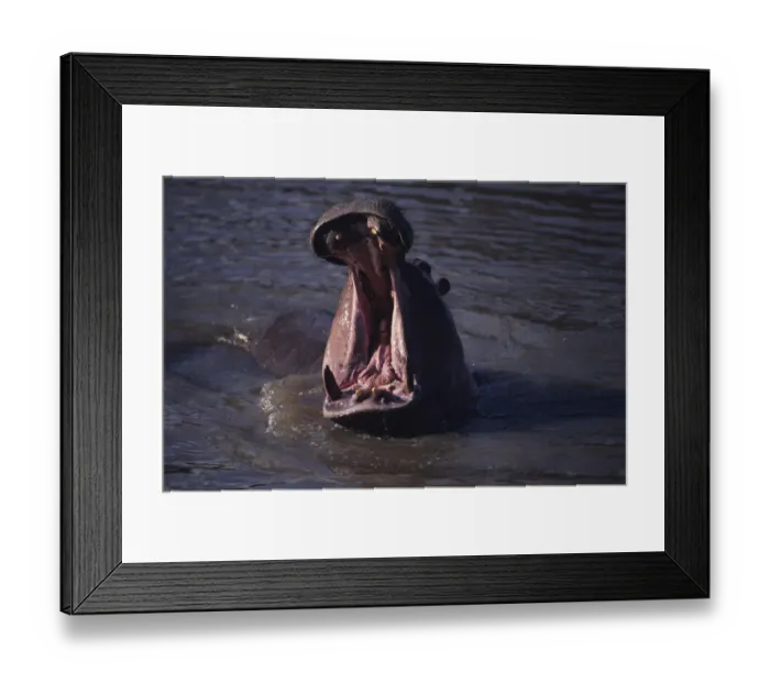 Framed Print : Hippopotamus (Hippopotamus amphibius) yawning in waterhole, Kenya Framed Print : Hippopotamus (Hippopotamus amphibius) yawning in waterhole, Kenya