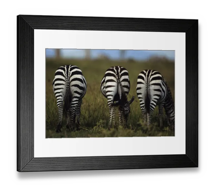 Framed Print : Three Burchells zebras (Equus burchelli) eating grass, Kenya Framed Print : Three Burchells zebras (Equus burchelli) eating grass, Kenya
