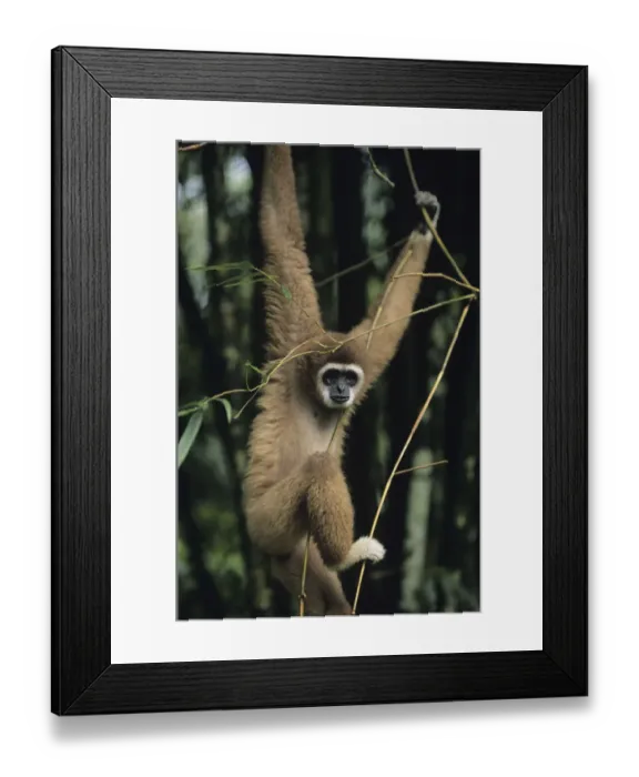 Framed Print : White-handed gibbon (Hylobates lar) hanging amongst twigs, Gunung Leuser National Park, Indonesia Framed Print : White-handed gibbon (Hylobates lar) hanging amongst twigs, Gunung Leuser National Park, Indonesia