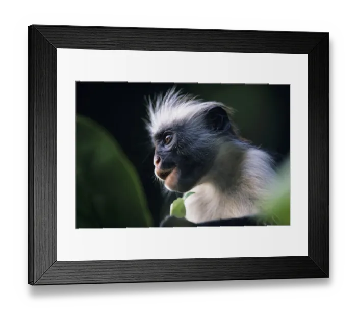 Framed Print : Zanzibar red colobus (Procolobus badius kirkii) sitting among leaves, watching, Zanzibar Framed Print : Zanzibar red colobus (Procolobus badius kirkii) sitting among leaves, watching, Zanzibar