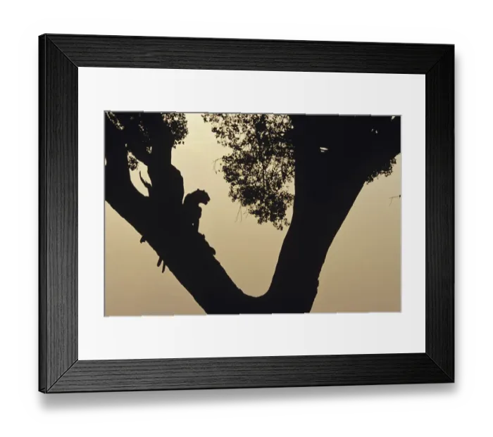 Framed Print : Two leopards (Panthera pardus) in tree at sunset, Kenya Framed Print : Two leopards (Panthera pardus) in tree at sunset, Kenya