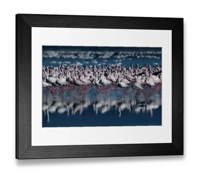 Framed Print : Anup Shah Wildlife Photography Framed Print : Anup Shah Wildlife Photography
