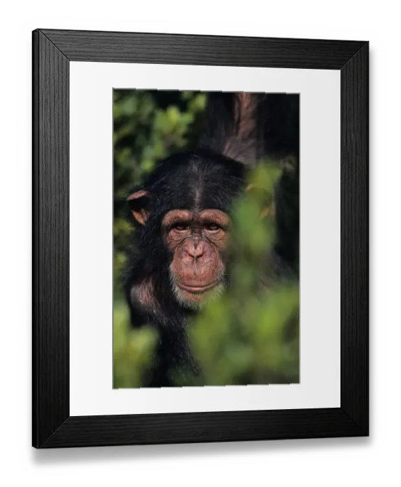 Framed Print : Anup Shah Wildlife Photography Framed Print : Anup Shah Wildlife Photography