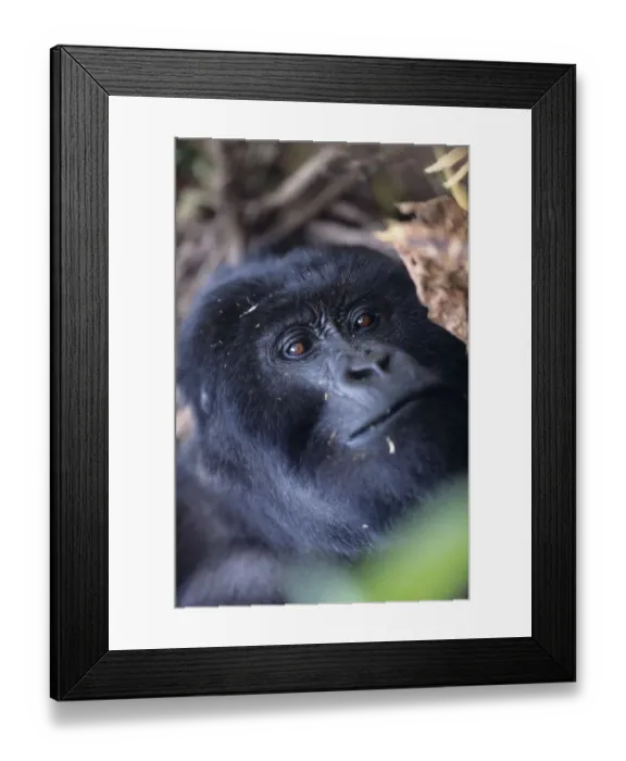Framed Print : Anup Shah Wildlife Photography Framed Print : Anup Shah Wildlife Photography