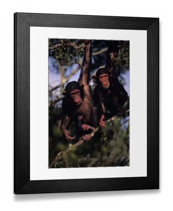 Framed Print : Anup Shah Wildlife Photography Framed Print : Anup Shah Wildlife Photography