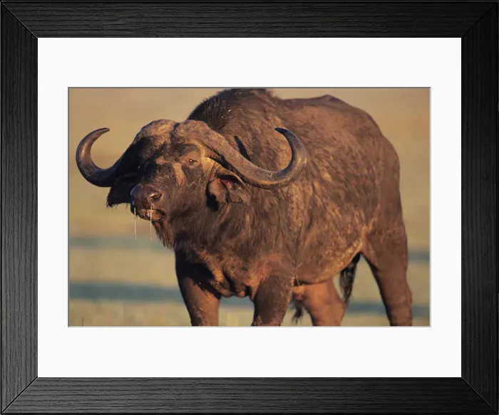 Framed Print : Cape buffalo (Syncerus caffer), Masai Mara National Reserve, Kenya Framed Print : Cape buffalo (Syncerus caffer), Masai Mara National Reserve, Kenya