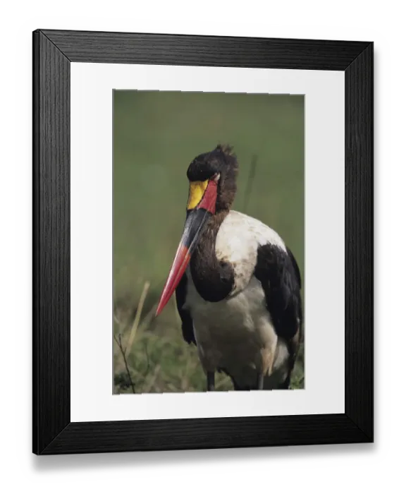 Framed Print : Saddle-bill stork (Ephippiorhynchus senegalensis) standing, Masai Mara National Reserve, Kenya Framed Print : Saddle-bill stork (Ephippiorhynchus senegalensis) standing, Masai Mara National Reserve, Kenya