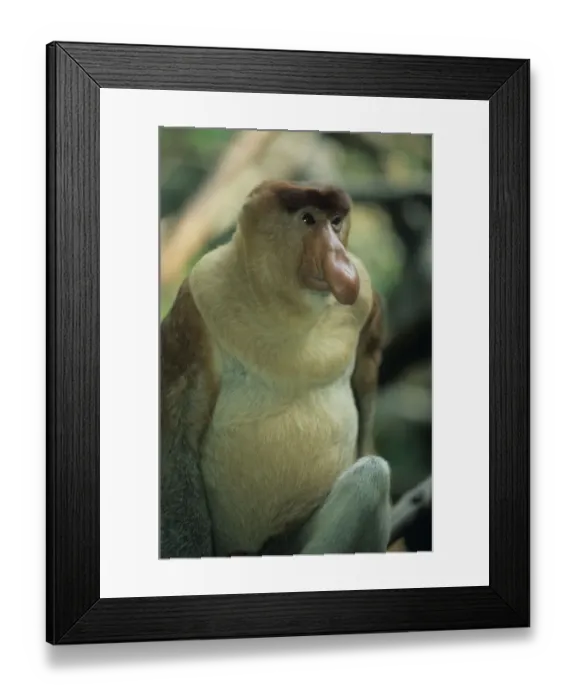Framed Print : Anup Shah Wildlife Photography Framed Print : Anup Shah Wildlife Photography