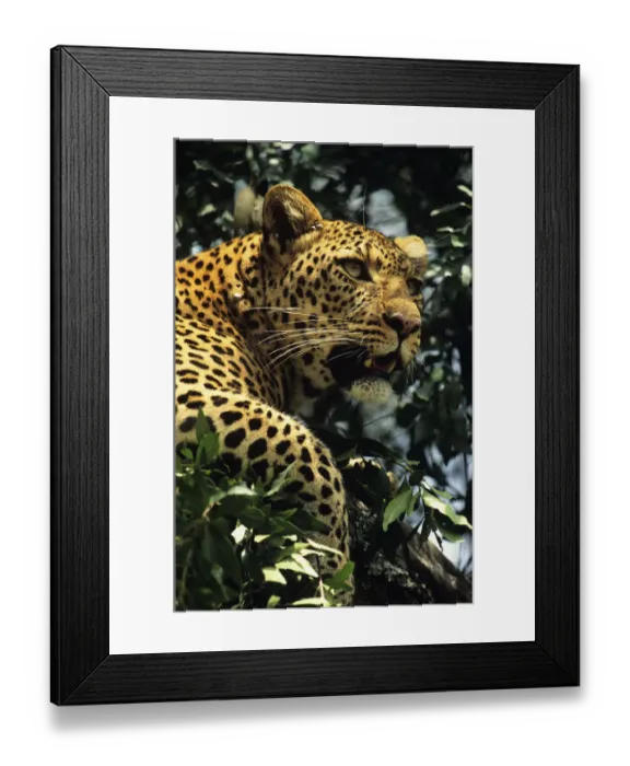 Framed Print : Leopard (Panthera pardus) watching from tree, Kenya Framed Print : Leopard (Panthera pardus) watching from tree, Kenya