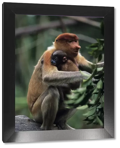 Proboscis monkey (Nasali larvatus) with young sitting on stone, Rainforest of South-Eastern Asia
