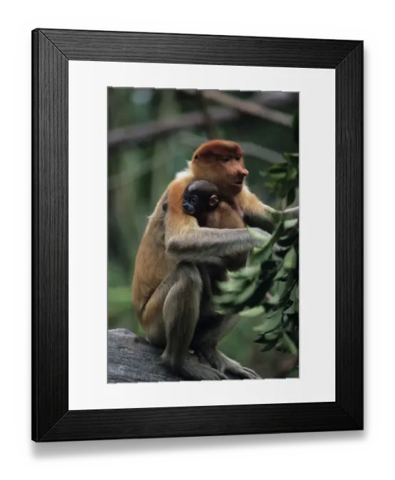 Framed Print : Proboscis monkey (Nasali larvatus) with young sitting on stone, Rainforest of South-Eastern Asia Framed Print : Proboscis monkey (Nasali larvatus) with young sitting on stone, Rainforest of South-Eastern Asia