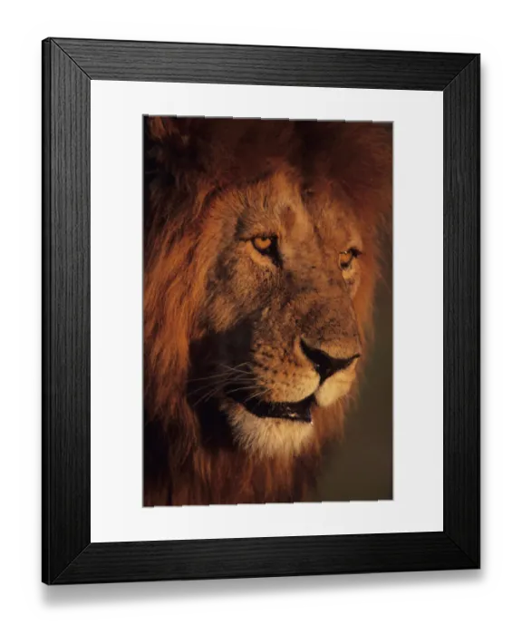 Framed Print : Male lion (Panthera leo), close-up, Masai Mara National Reserve, Kenya Framed Print : Male lion (Panthera leo), close-up, Masai Mara National Reserve, Kenya