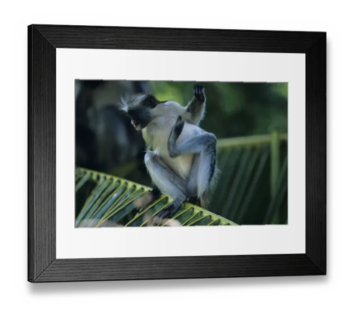 Framed Print : Zanzibar red colobus (Procolobus badius kirkii) on palm leaf, scratching, Zanzibar