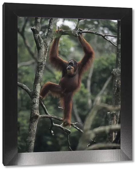 Orang-utan (Pongo pygmaeus) standing on tree, Gunung Leuser National Park, Indonesia