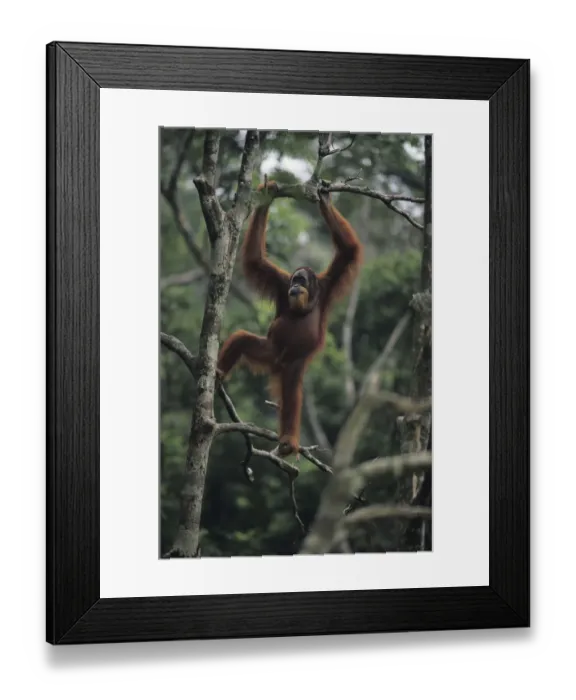 Framed Print : Orang-utan (Pongo pygmaeus) standing on tree, Gunung Leuser National Park, Indonesia Framed Print : Orang-utan (Pongo pygmaeus) standing on tree, Gunung Leuser National Park, Indonesia