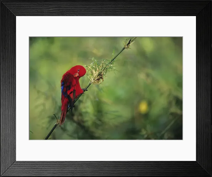 Framed Print : Red lory (Eos bornea) sitting on branch, preening feathers, Moluccas, close-up Framed Print : Red lory (Eos bornea) sitting on branch, preening feathers, Moluccas, close-up