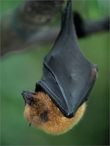 Rodriguez fruit bat hanging upside down from branch, Mauritius, close-up
