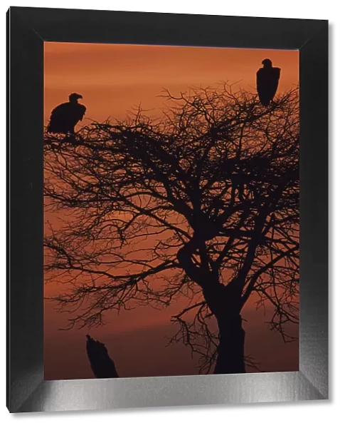 Roosting vultures silhouetted at sunset, Serengeti National Park, Tanzania