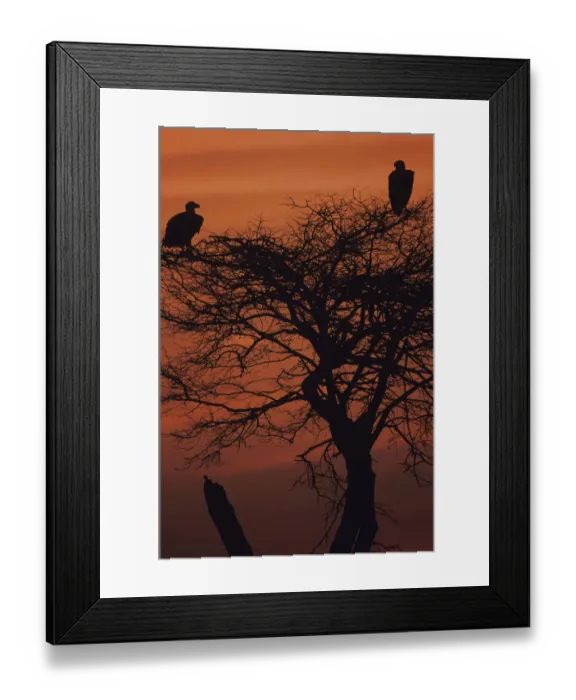Framed Print : Roosting vultures silhouetted at sunset, Serengeti National Park, Tanzania Framed Print : Roosting vultures silhouetted at sunset, Serengeti National Park, Tanzania