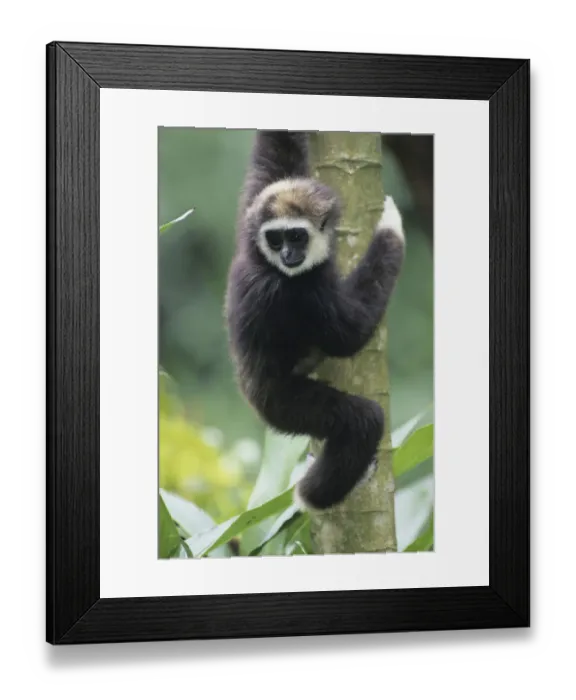 Framed Print : Anup Shah Wildlife Photography