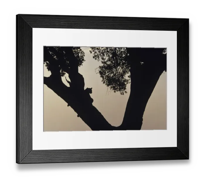 Framed Print : Anup Shah Wildlife Photography Framed Print : Anup Shah Wildlife Photography