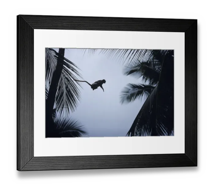 Framed Print : Zanzibar red colobus (Procolobus badius kirkii) jumping between trees, Zanzibar Framed Print : Zanzibar red colobus (Procolobus badius kirkii) jumping between trees, Zanzibar