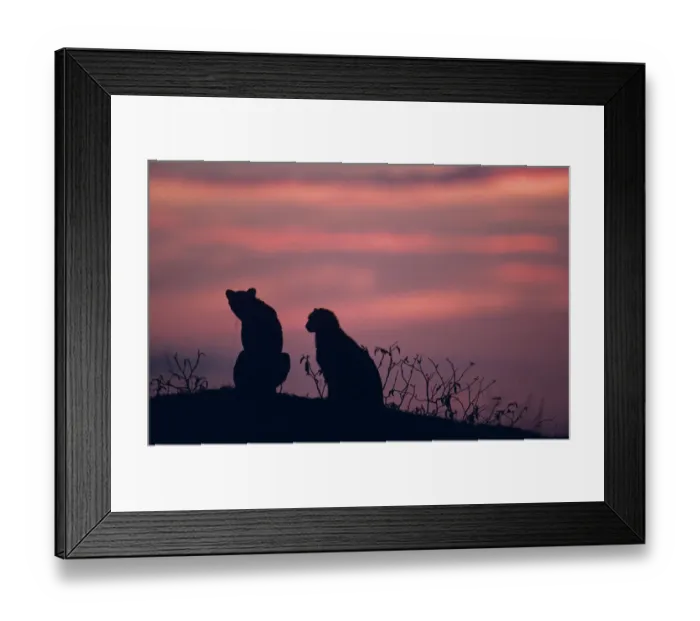Framed Print : Two cheetahs (Acinonyx jubatus) on rock at sunset, Kenya Framed Print : Two cheetahs (Acinonyx jubatus) on rock at sunset, Kenya