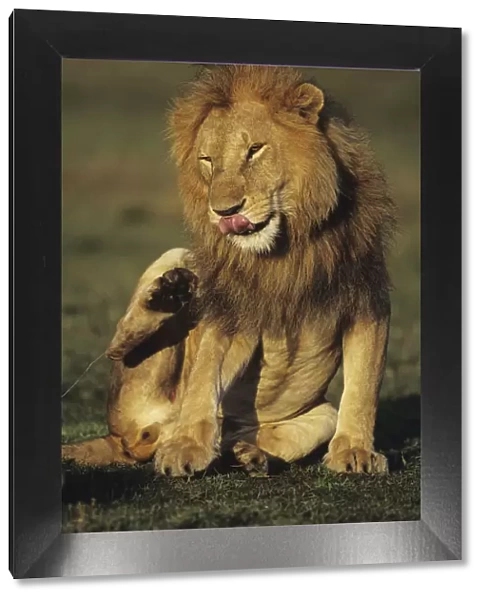 Lion (Panthera leo), sitting on savannah scratching mane, Kenya