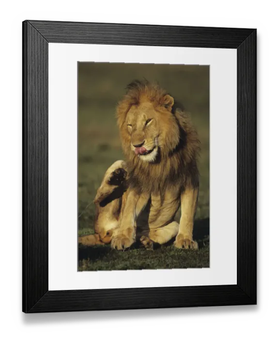 Framed Print : Lion (Panthera leo), sitting on savannah scratching mane, Kenya Framed Print : Lion (Panthera leo), sitting on savannah scratching mane, Kenya