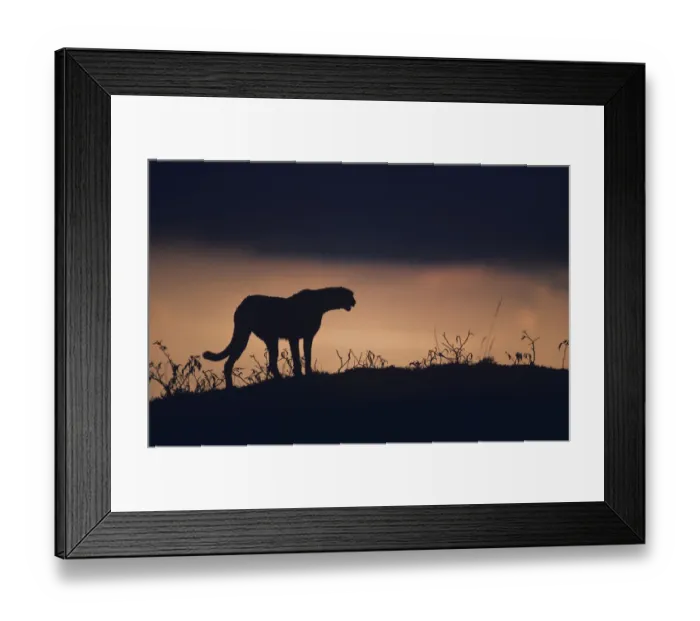 Framed Print : Silhouette of cheetah (Acinonyx jubatus) standing on savannah, Kenya Framed Print : Silhouette of cheetah (Acinonyx jubatus) standing on savannah, Kenya
