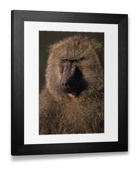 Framed Print : Olive baboon (Papio anubis), Masai Mara National Reserve, Kenya Framed Print : Olive baboon (Papio anubis), Masai Mara National Reserve, Kenya