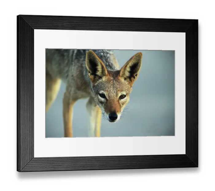 Framed Print : Black backed jackal (Canis mesomelas), close-up Framed Print : Black backed jackal (Canis mesomelas), close-up