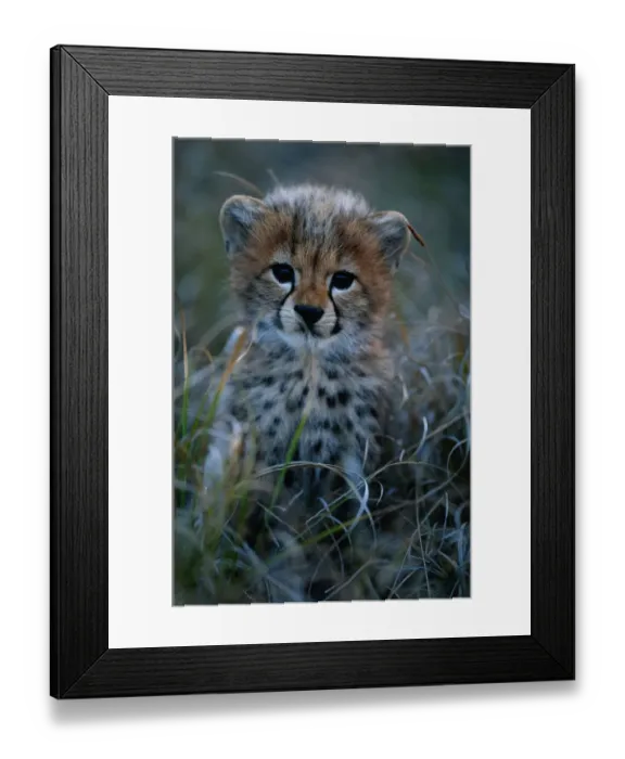 Framed Print : Cheetah cub (Acinonyx jubatus) close up, Masai Mara National Reserve, Kenya Framed Print : Cheetah cub (Acinonyx jubatus) close up, Masai Mara National Reserve, Kenya