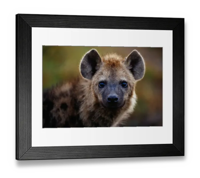 Framed Print : Spotted hyena (Crocuta crocuta) close up, Masai Mara N. R, Kenya Framed Print : Spotted hyena (Crocuta crocuta) close up, Masai Mara N. R, Kenya