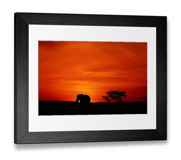 Framed Print : African elephant (Loxodonta africana) standing, at sunset, side view, Masai Mara, Kenya Framed Print : African elephant (Loxodonta africana) standing, at sunset, side view, Masai Mara, Kenya