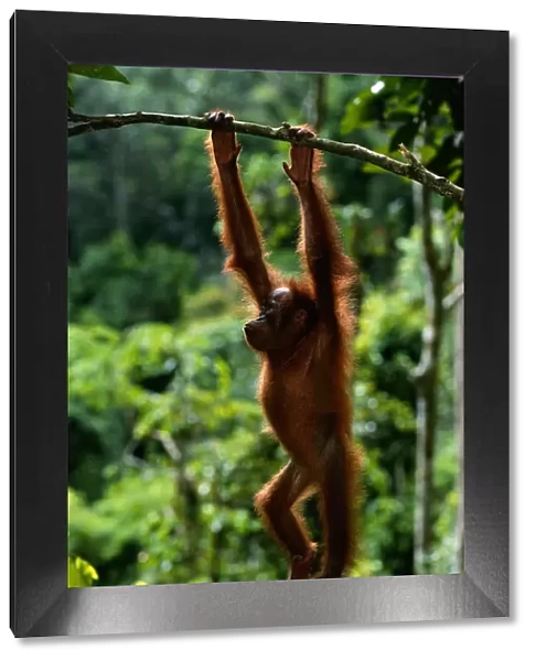 Orang utan (Pongo pygmaeus) hanging from branch, Gunung Leuser N. P, Indonesia