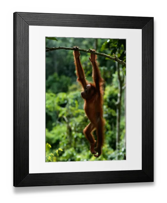 Framed Print : Orang utan (Pongo pygmaeus) hanging from branch, Gunung Leuser N. P, Indonesia Framed Print : Orang utan (Pongo pygmaeus) hanging from branch, Gunung Leuser N. P, Indonesia