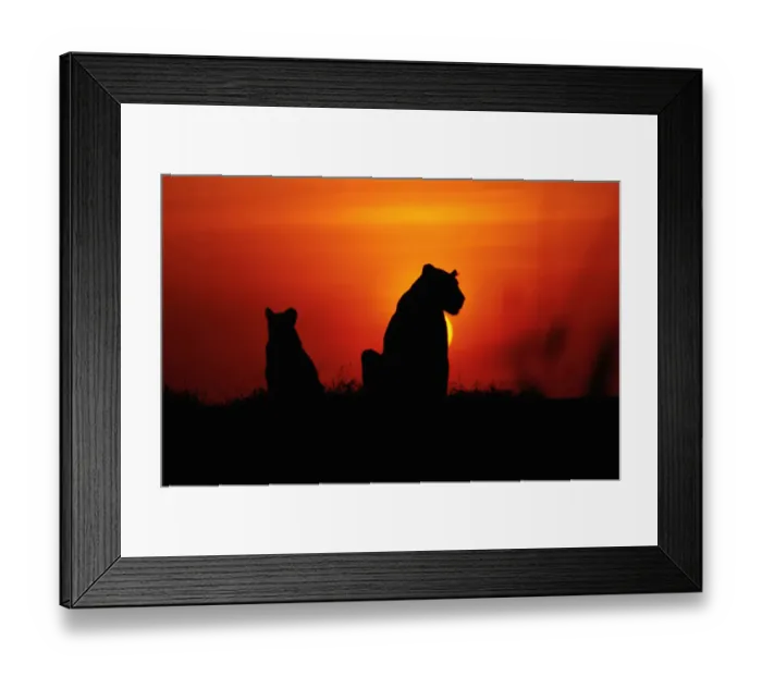 Framed Print : Anup Shah Wildlife Photography Framed Print : Anup Shah Wildlife Photography