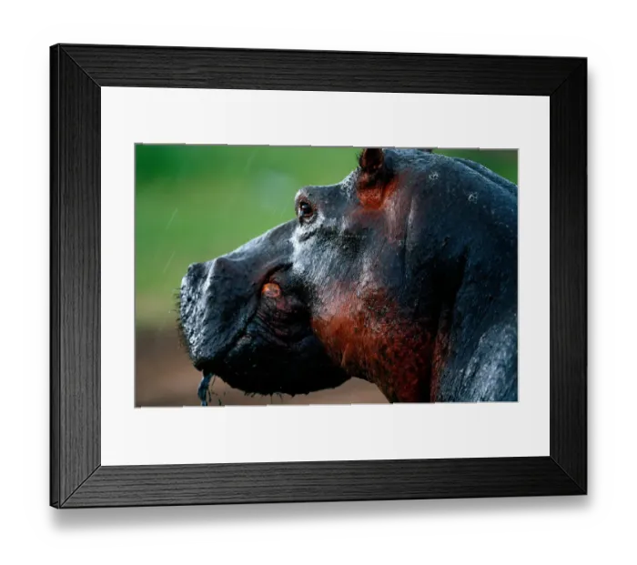 Framed Print : Hippopotamus (Hippopotamus amphibius) close-up, Masai Mara N. R, Kenya