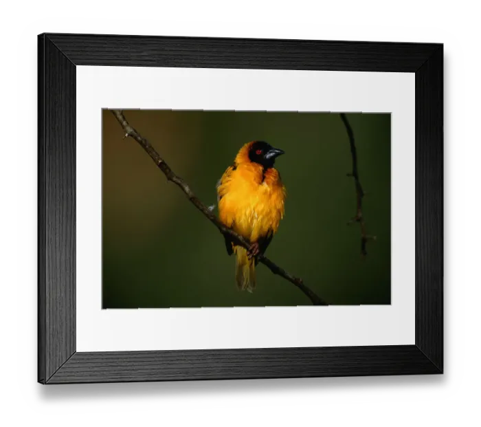 Framed Print : Anup Shah Wildlife Photography Framed Print : Anup Shah Wildlife Photography