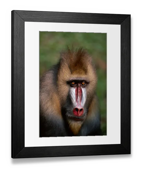 Framed Print : Mandril (Mandrillus sphinx) close up Framed Print : Mandril (Mandrillus sphinx) close up