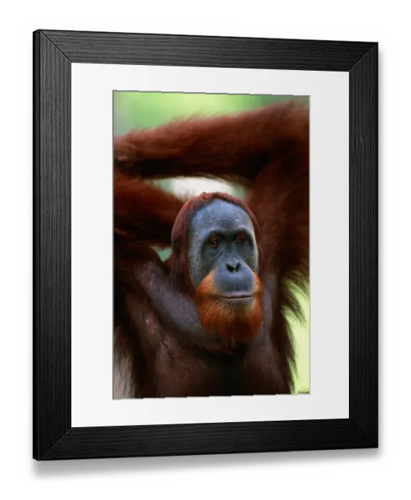 Framed Print : Orang utan (Pongo pygmaeus) close up, Gunung leuser N. P, Indonesia