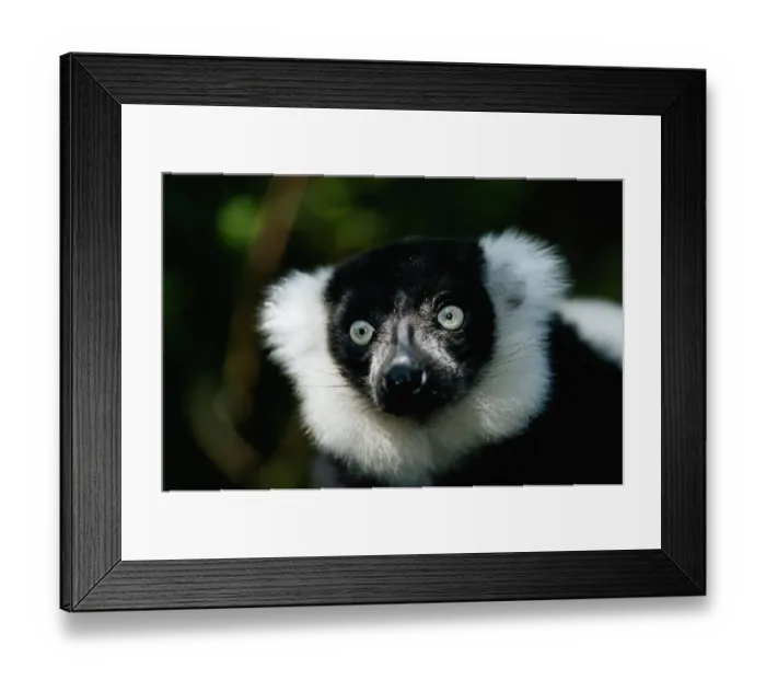 Framed Print : Ruffed lemur (Varecia variegata) close up, captive, Madagascar Framed Print : Ruffed lemur (Varecia variegata) close up, captive, Madagascar