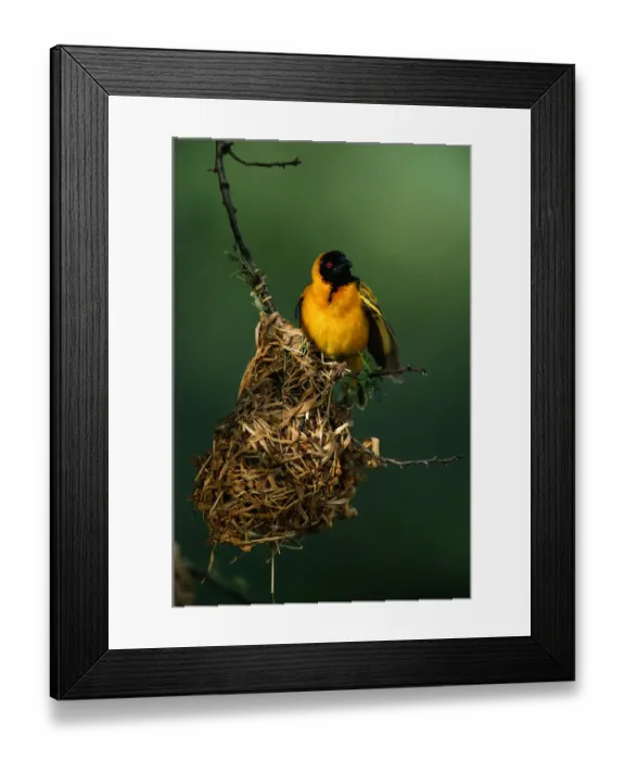 Framed Print : Masked weaver (Ploceus intermedius) in its nest, close up, Masai Mara, Kenya