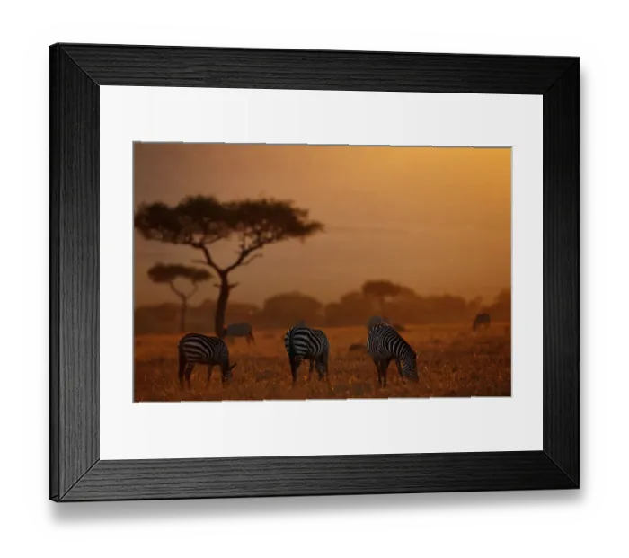 Framed Print : Plains zebras ( Equus burchelli) grazing at dusk, Masai Mara N. R, Kenya Framed Print : Plains zebras ( Equus burchelli) grazing at dusk, Masai Mara N. R, Kenya