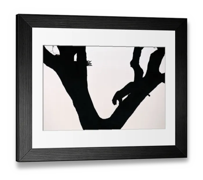 Framed Print : Leopard (Panthera pardus) walking on branch of tree, Masai Mara, Kenya Framed Print : Leopard (Panthera pardus) walking on branch of tree, Masai Mara, Kenya
