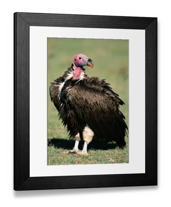 Framed Print : Anup Shah Wildlife Photography Framed Print : Anup Shah Wildlife Photography