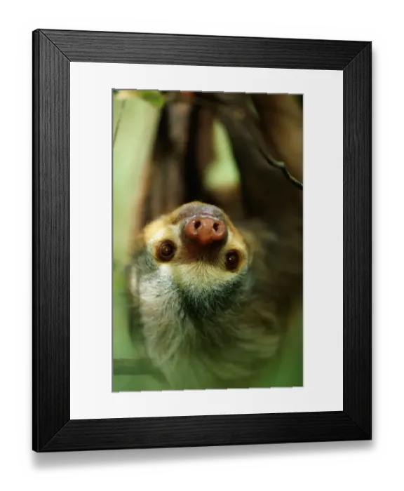 Framed Print : Anup Shah Wildlife Photography Framed Print : Anup Shah Wildlife Photography